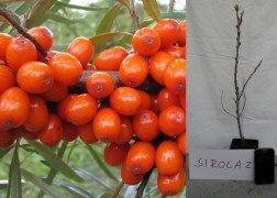 Hippophae rhamnoides Sirola / Homoktövis Sirola termő